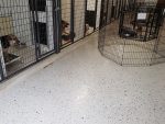 pet kennel photo