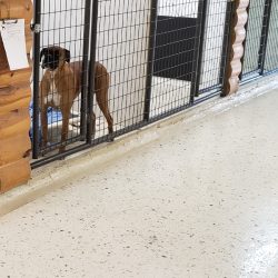Animal Day Care Floor Coating in Michigan