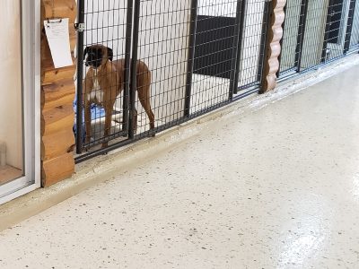 Animal Day Care Floor Coating in Michigan